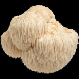 Lion's Mane mushroom